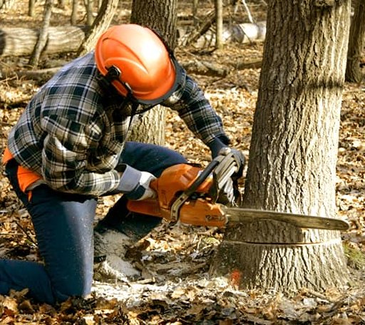 Tree Removal in Hamer, SC